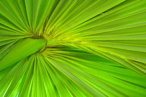 Leaf of sugar palm Stock Photos