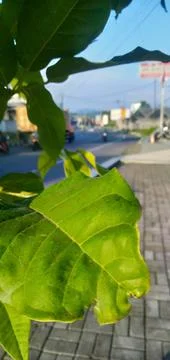 Leaf in summer Foto stock