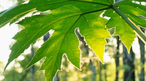 Leaf In The Sun Stock Footage 40341272