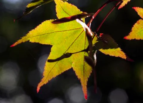 Leaf sunlight bokeh Stock Photos