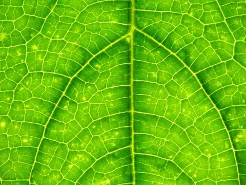 Leaf in a sunlight. Stock Photos