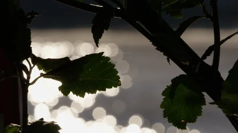 Leaf with sunset lake in background Stock Footage 94395156