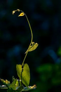 Leaf at sunset Stock Photos