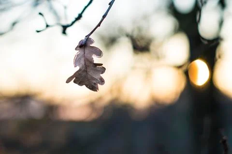 Leaf at sunset Stock Photos