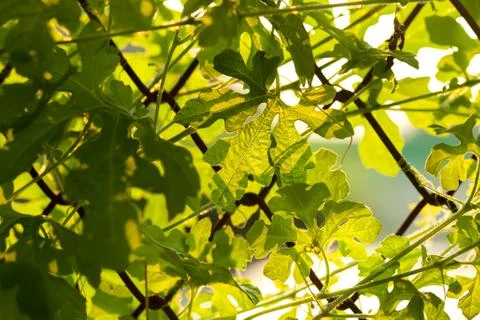 Leaf sunset summer relax background rim light Foto stock