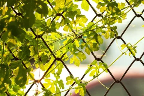 Leaf sunset summer relax background Stock Photos