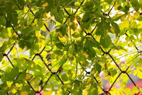 Leaf sunset summer relax background rim light Stock Photos