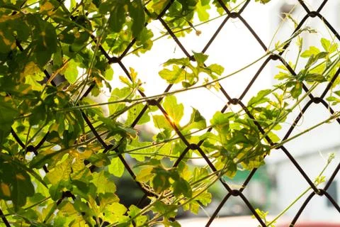 Leaf sunset summer relax background rim light Stock Photos