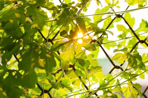 Leaf sunset summer relax background rim light Stock Photos