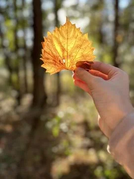 Leaf in sunshine Stock Photos