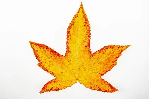 Leaf surface of isolated maple leaves. Leaves with intense maple leaf colors Stock Photos