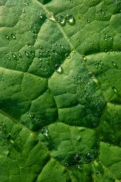 Leaf Surface Macro with Water Drops Stock Photos