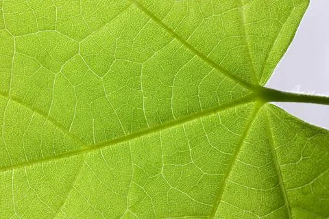 Leaf surface Stock Photos