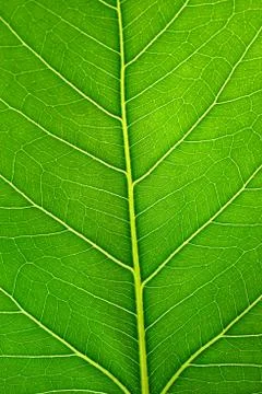 Leaf surface Foto stock