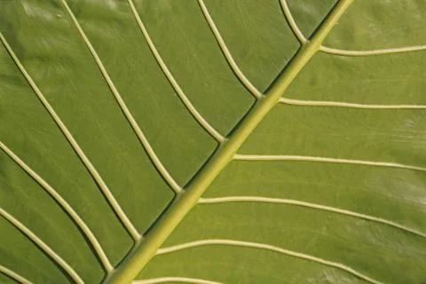 Leaf surface Stock Photos