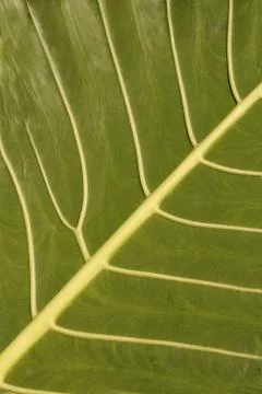 Leaf surface Stock Photos