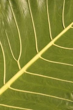 Leaf surface Stock Photos