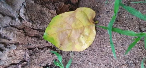 Leaf on surface. Stock Photos