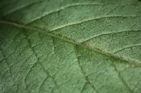 Leaf surface texture capturing beauty of details in macro Stockfoto's