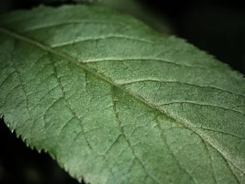 Leaf surface texture capturing beauty of details in macro Stock-Fotos