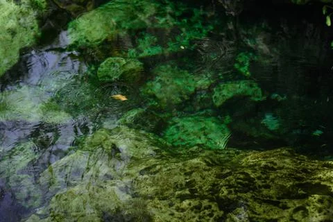 Leaf on the surface of a transparent lake. Stock Photos