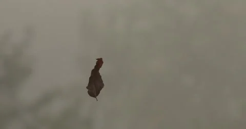 Leaf Suspended on Spider Web in Thick Fog, ZO to WA Stock Footage 235665654