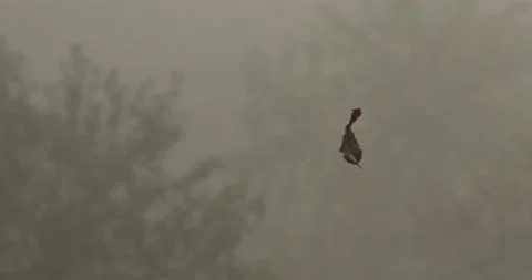 Leaf Suspended on Spider Web, Twirling in Fog, ZO to WA Stock Footage 235663328