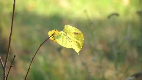 Leaf swaying on the branch Stock Footage 82827902