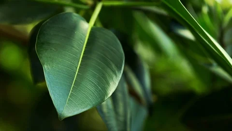 Leaf Swaying In Closeup Stock Footage 74643701