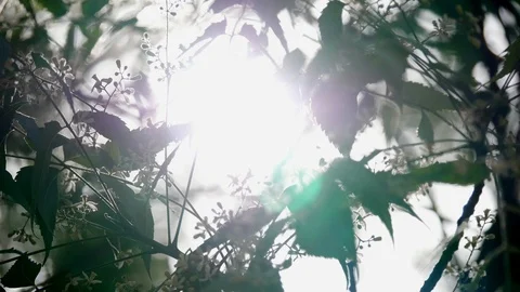 Leaf swaying in the wind Video stock 90679926