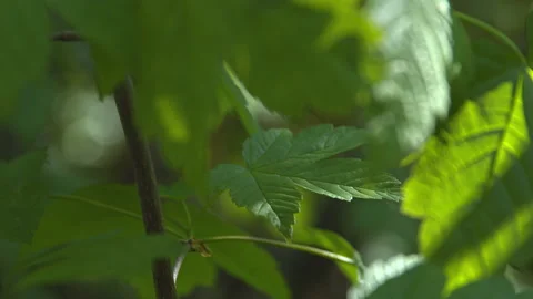 Leaf swaying with the wind Stock Footage 138817003