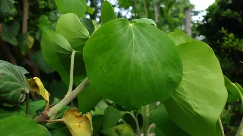 Leaf swaying in the wind 動画素材 195509286