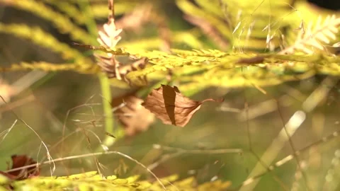 A leaf sways in the wind in the autumn forest Stock Footage 209161399