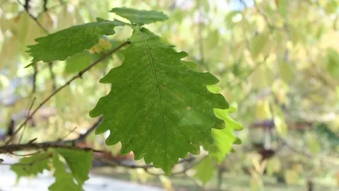 Leaf sways in the wind 스톡 동영상 107756079