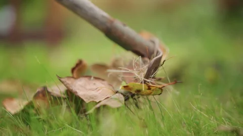 Leaf sweeping scene. Serene closeup capturing gentle yard maintenance activity Stock Footage 346384947
