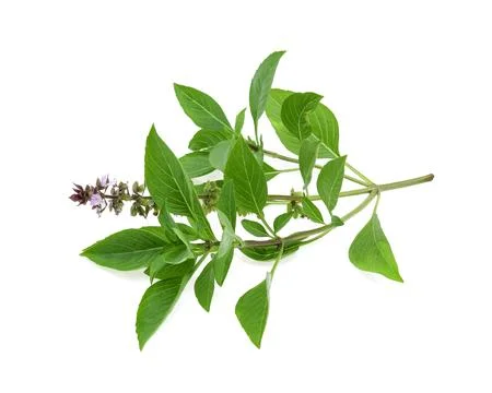 Leaf Sweet Basil isolated on white background Stock Photos