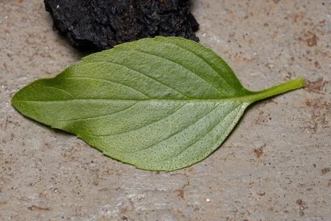 Leaf of the Sweet Basil Stock Photos