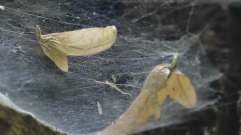 A leaf swinging in a web Stock Footage 128187771