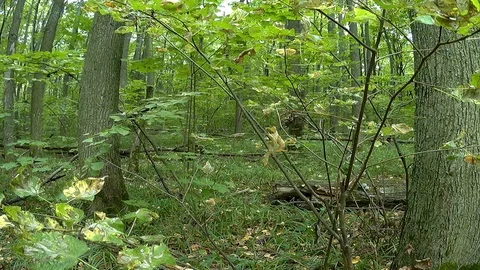Leaf swinging in the wind Stock Footage 94410122