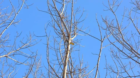 A leaf swinging on a winter tree Stock Footage 103790212