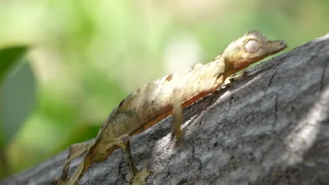 Leaf-Tailed Gecko Crawling on Tree Trunk... | Stock Video | Pond5