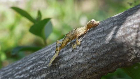 Leaf-Tailed Gecko Crawling on Tree Trunk in Madagascar. Stock Photos