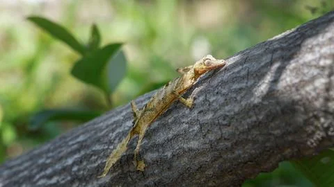 Leaf-Tailed Gecko Crawling on Tree Trunk in Madagascar. Stock Photos