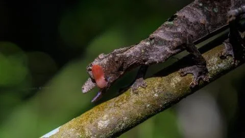 Leaf Tailed Gecko Stock Photos