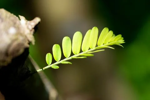 Leaf tamarind green Stock Photos
