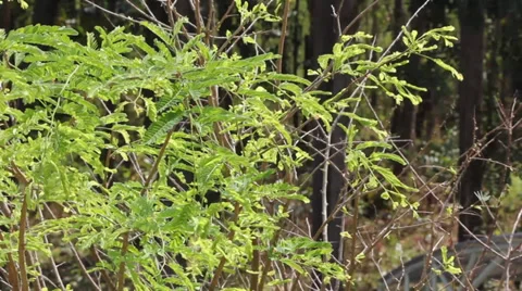 Leaf of tamarind movement 動画素材 35282632