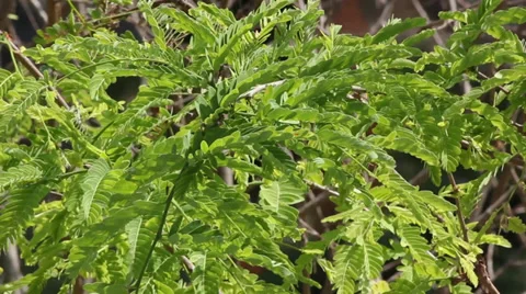 Leaf of tamarind movement 動画素材 35282683