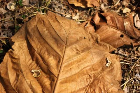 Leaf of teak tree Stock Photos