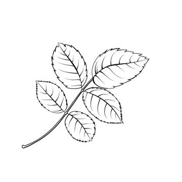 Leaf tee rose on white background. Hybrid tea rose Stock-Illustration