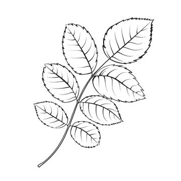 Leaf tee rose on white background. Hybrid tea rose Stock-Illustration